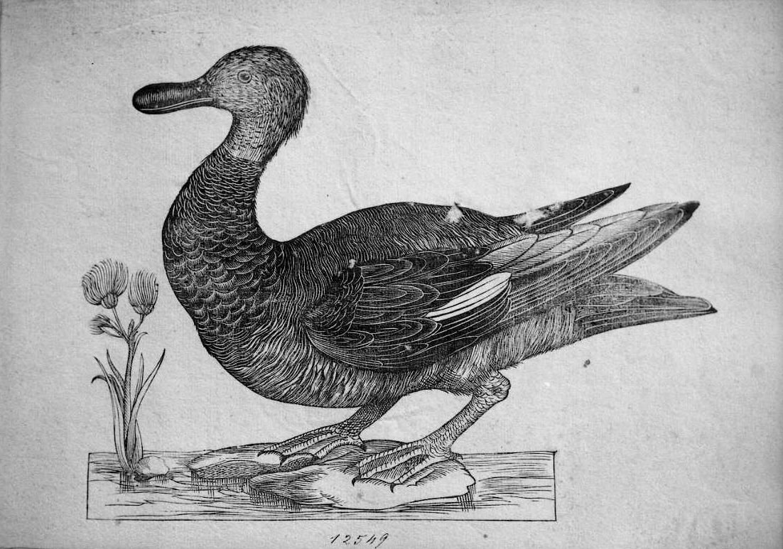 Canapiglia, animali e uccelli (stampa) di Coriolano Bartolomeo (sec. XVII)