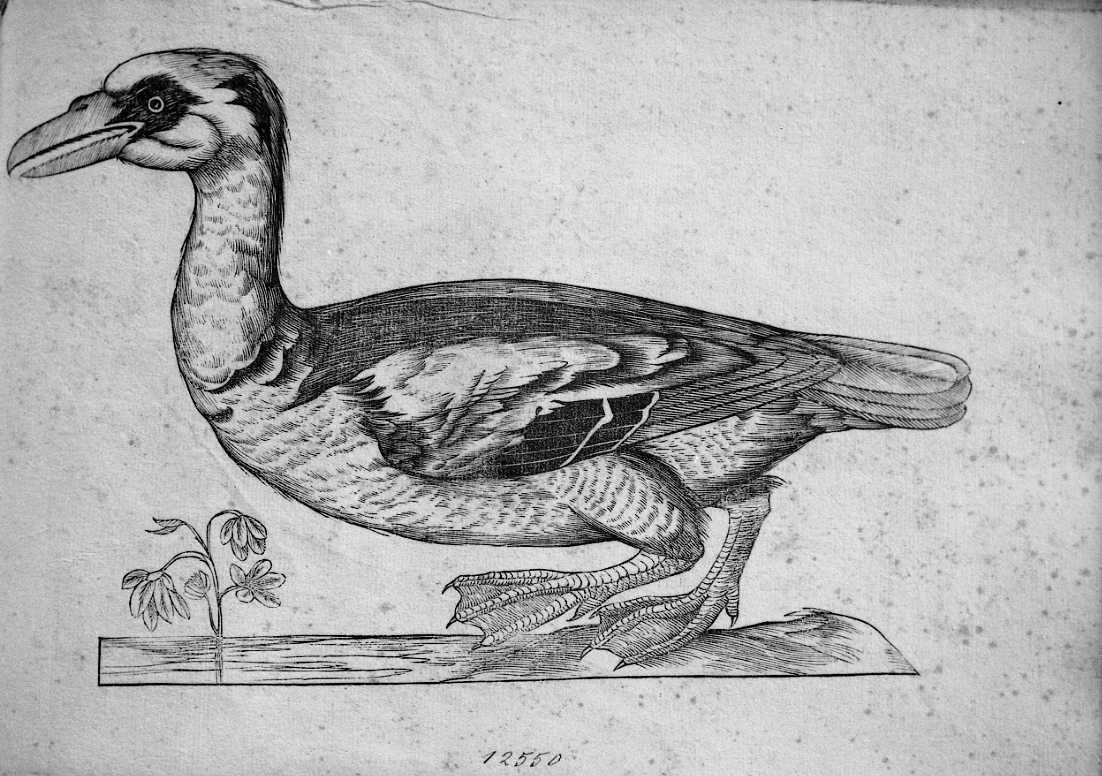 Anatra muta ?, animali e uccelli (stampa) di Coriolano Bartolomeo (sec. XVII)