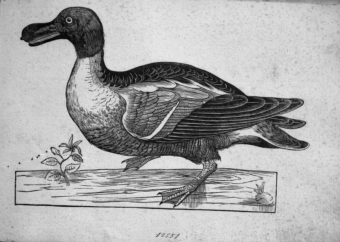 Gazza marina ?, animali e uccelli (stampa) di Coriolano Bartolomeo (sec. XVII)