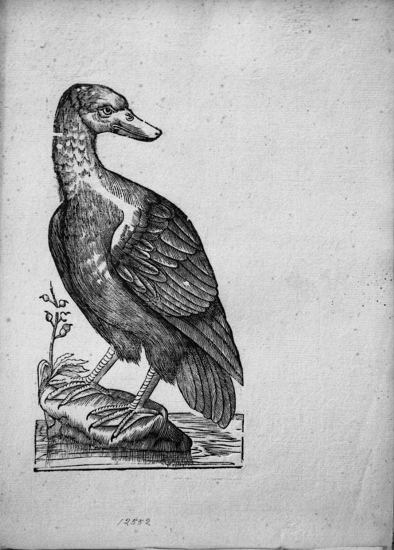 Dentrocigna, animali e uccelli (stampa) di Coriolano Bartolomeo (sec. XVII)