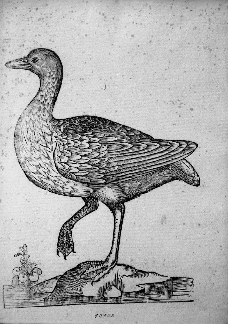 Uccello non determinato, animali e uccelli (stampa) di Coriolano Bartolomeo (sec. XVII)