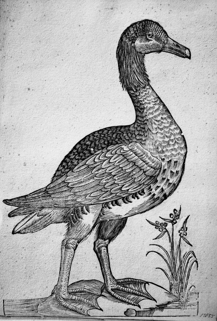 Oca speciale ?, animali e uccelli (stampa) di Coriolano Bartolomeo (sec. XVII)
