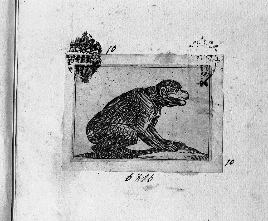 Scimmia volta a destra, animali (stampa smarginata) di Tempesta Antonio (secc. XVI/ XVII)