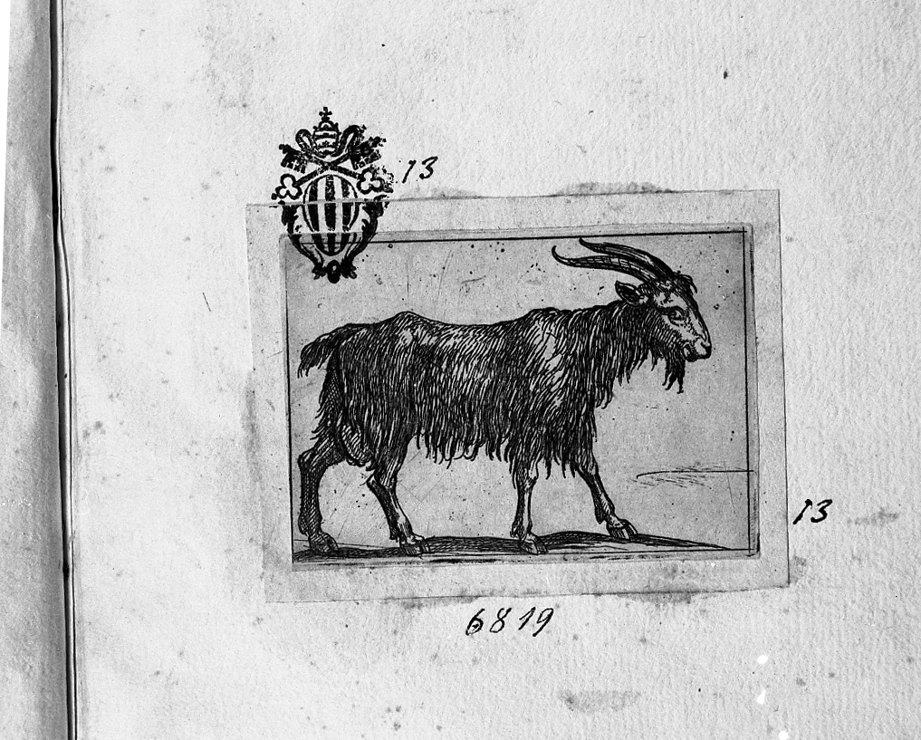 Capra volta a destra, animali (stampa smarginata) di Tempesta Antonio (secc. XVI/ XVII)