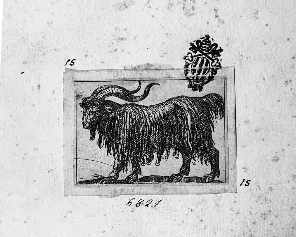 Caprone volto a sinistra, animali (stampa smarginata) di Tempesta Antonio (secc. XVI/ XVII)