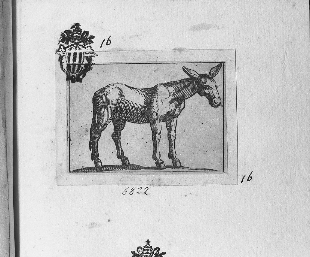 Asino volto a destra, animali (stampa smarginata) di Tempesta Antonio (secc. XVI/ XVII)