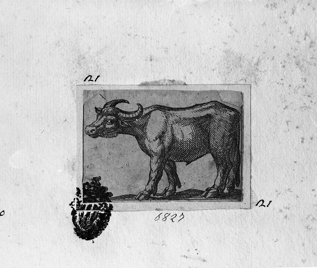 Bufalo volto a sinistra, animali (stampa smarginata) di Tempesta Antonio (secc. XVI/ XVII)