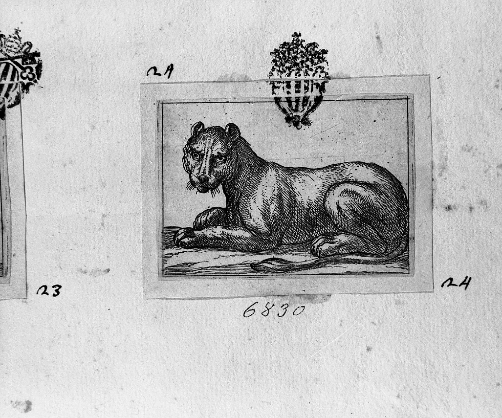 Leonessa volta a sinistra, animali (stampa smarginata) di Tempesta Antonio (secc. XVI/ XVII)