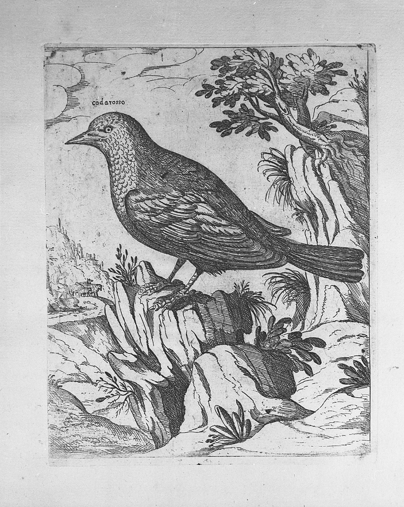 Uccello: codarosso, animali (stampa tagliata) di Tempesta Antonio (secc. XVI/ XVII)