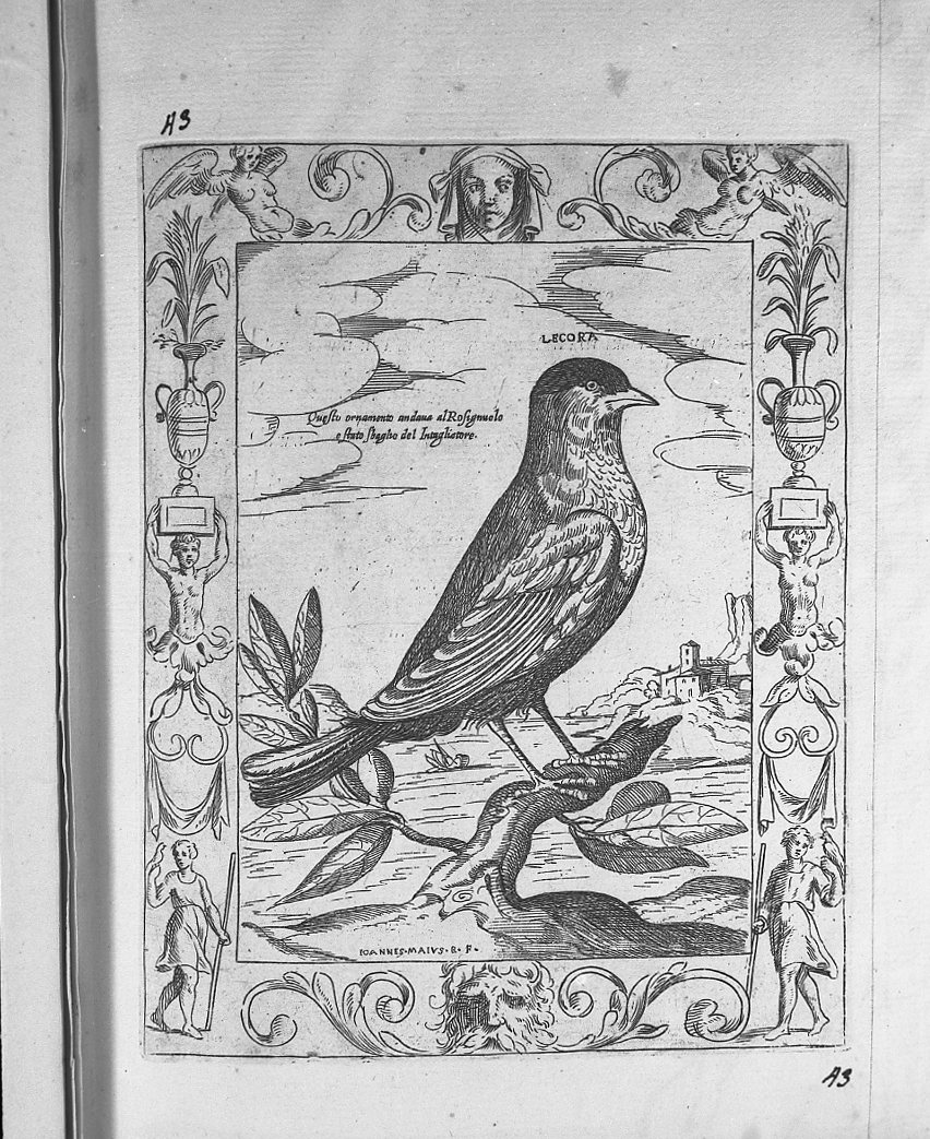 Uccello: lecora, animali (stampa tagliata) di Tempesta Antonio (secc. XVI/ XVII)