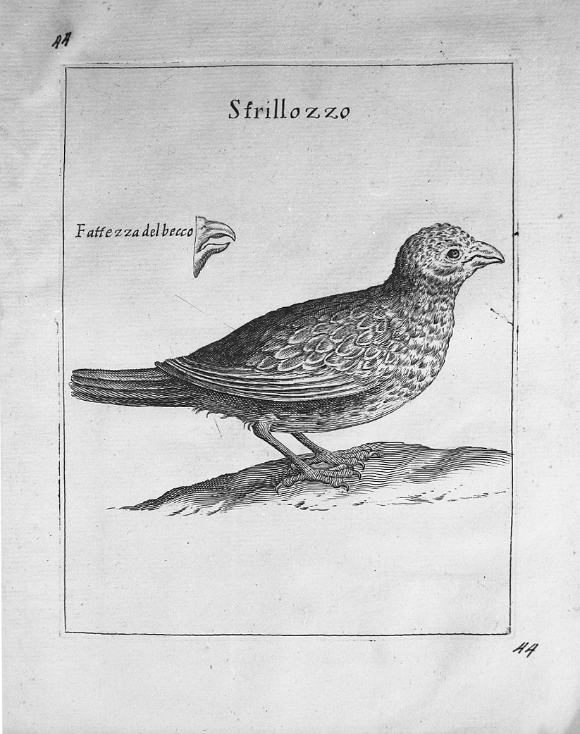 Uccello: strillozzo, animali (stampa tagliata) di Tempesta Antonio (secc. XVI/ XVII)