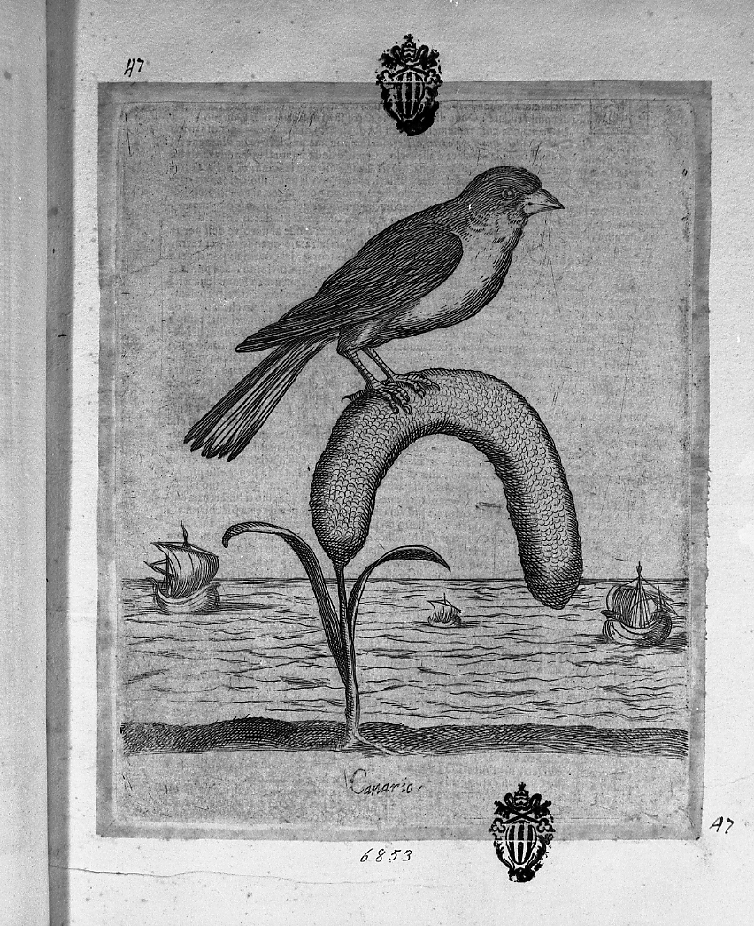 Canarino, animali (stampa smarginata) di Tempesta Antonio (attribuito) (secc. XVI/ XVII)