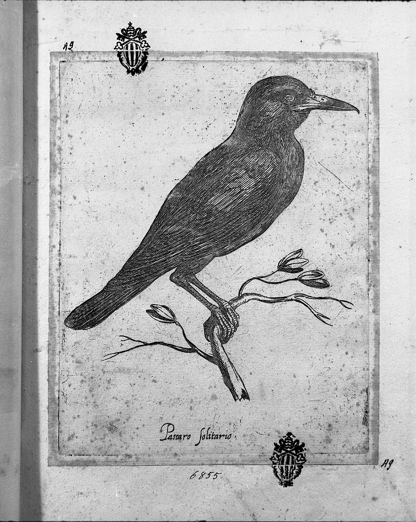 Passero solitario, animali (stampa smarginata) di Tempesta Antonio (attribuito) (secc. XVI/ XVII)