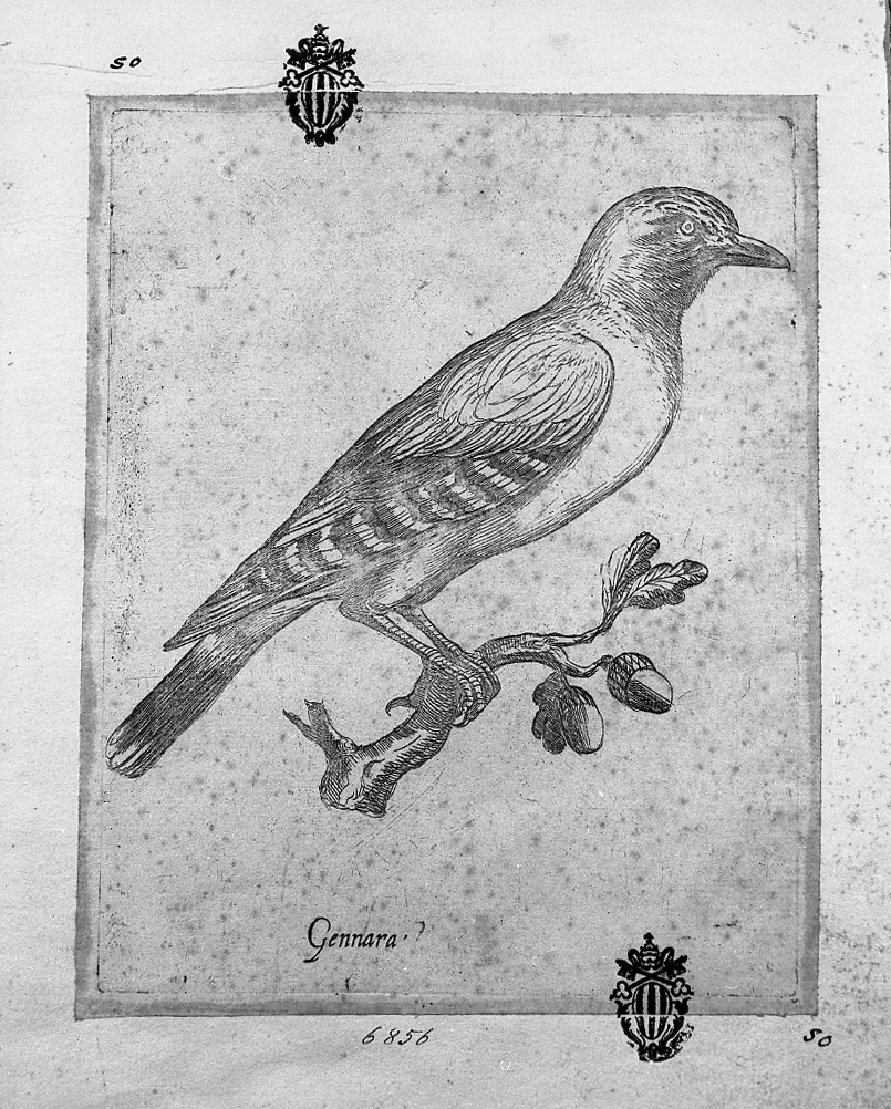 Gennara, animali (stampa smarginata) di Tempesta Antonio (attribuito) (secc. XVI/ XVII)
