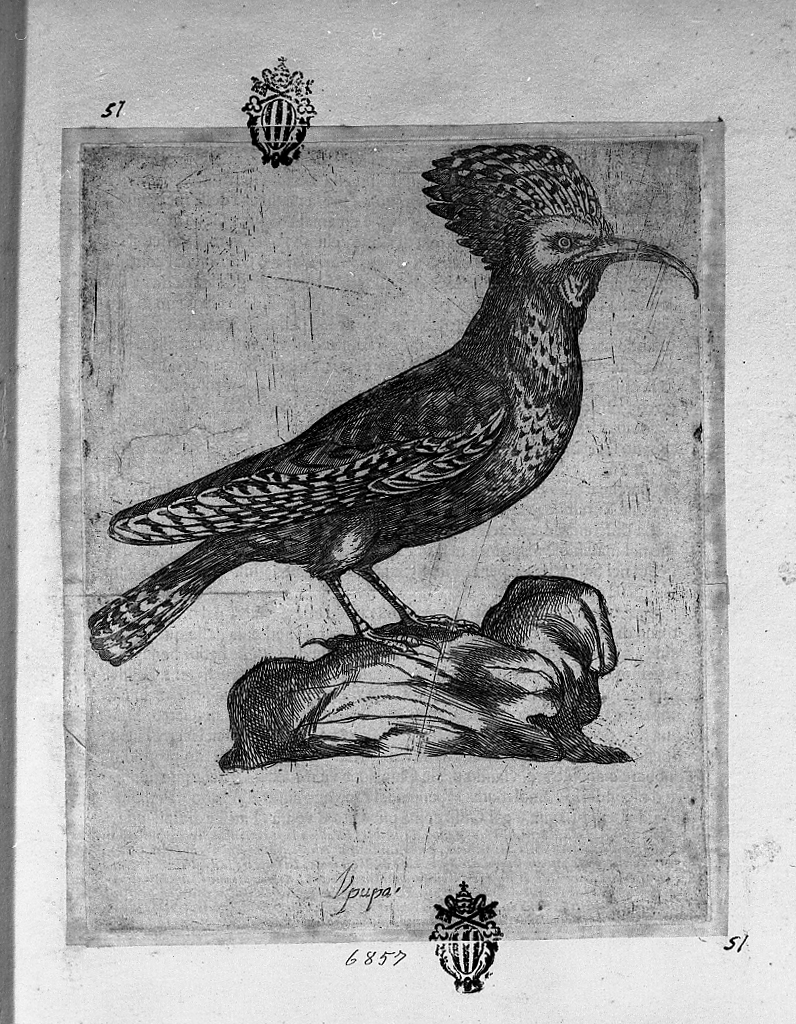 Upupa, animali (stampa tagliata) di Tempesta Antonio (attribuito) (secc. XVI/ XVII)