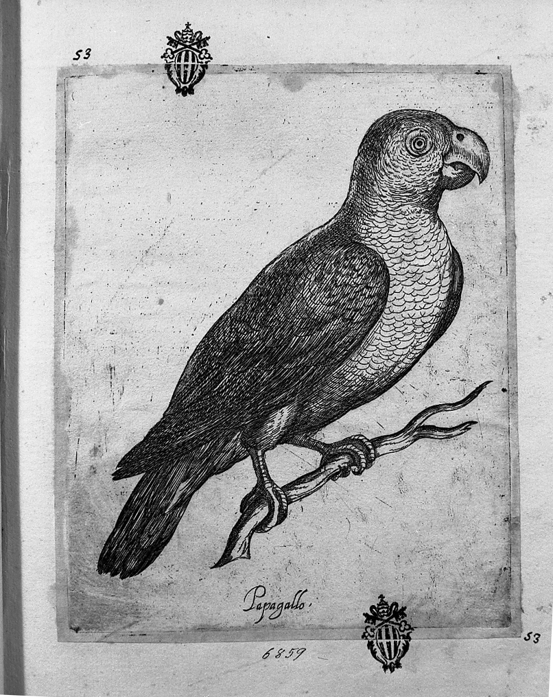Pappagallo, animali (stampa tagliata) di Tempesta Antonio (attribuito) (secc. XVI/ XVII)