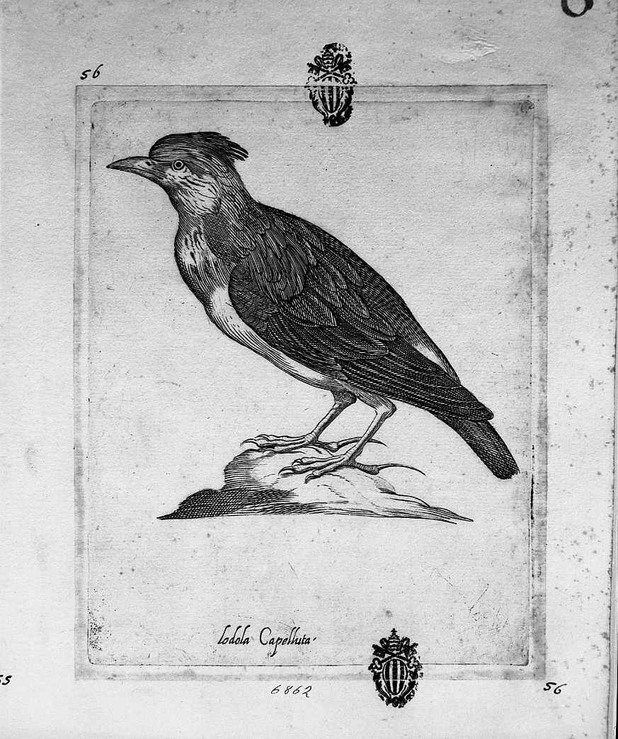animali (stampa tagliata) di Tempesta Antonio (attribuito) (secc. XVI/ XVII)