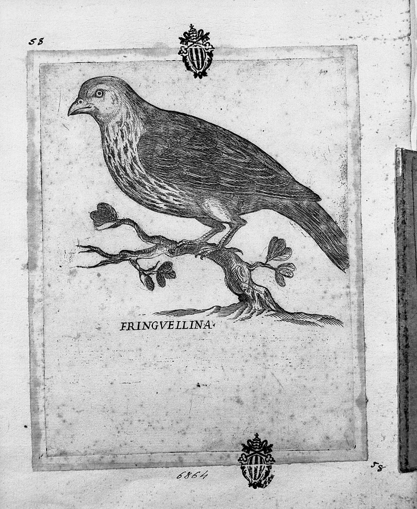Fringuellina, animali (stampa tagliata) di Tempesta Antonio (attribuito) (secc. XVI/ XVII)