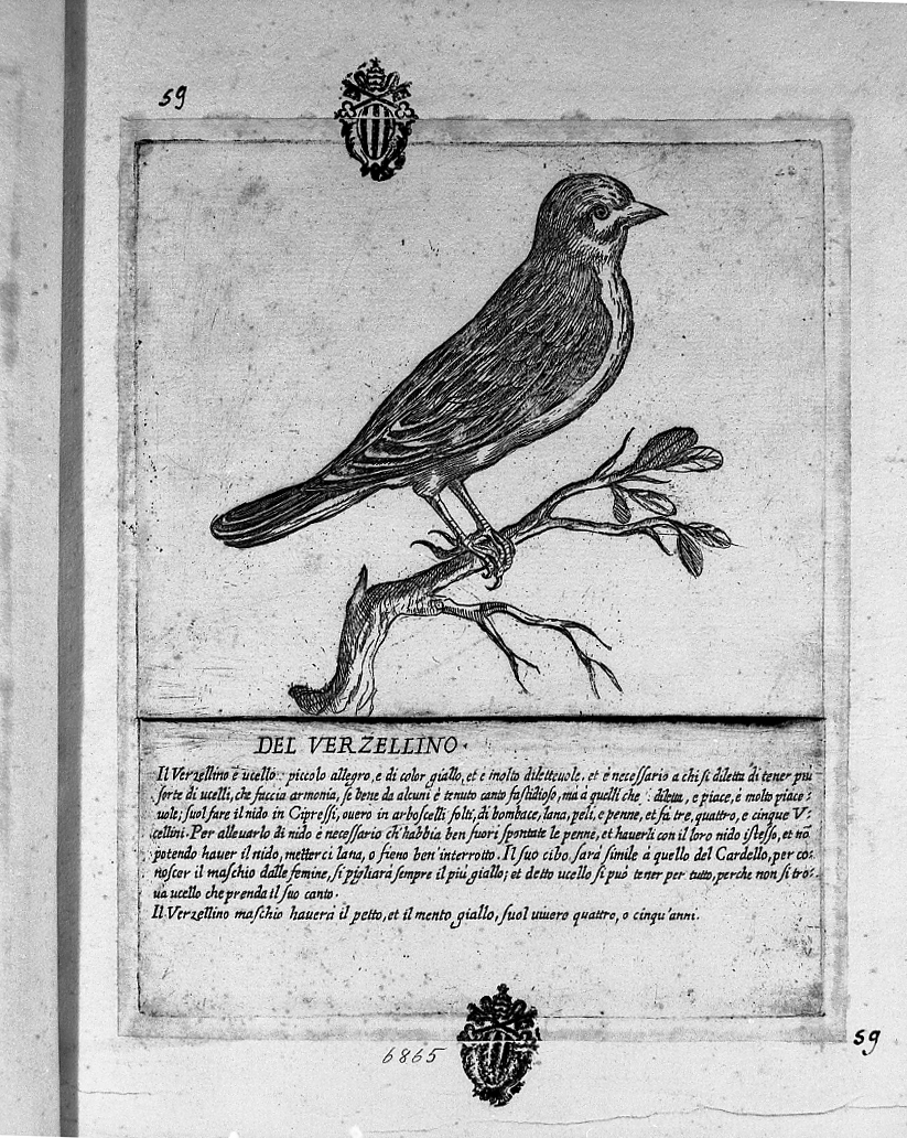 Verzellino, animali (stampa tagliata) di Tempesta Antonio (attribuito) (secc. XVI/ XVII)