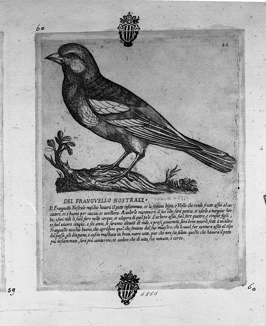 Fringuello nostrale, animali (stampa tagliata) di Tempesta Antonio (attribuito) (secc. XVI/ XVII)