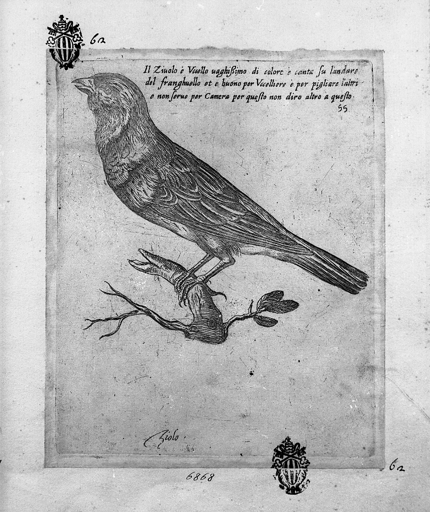 Ziolo, animali (stampa tagliata) di Tempesta Antonio (attribuito) (secc. XVI/ XVII)