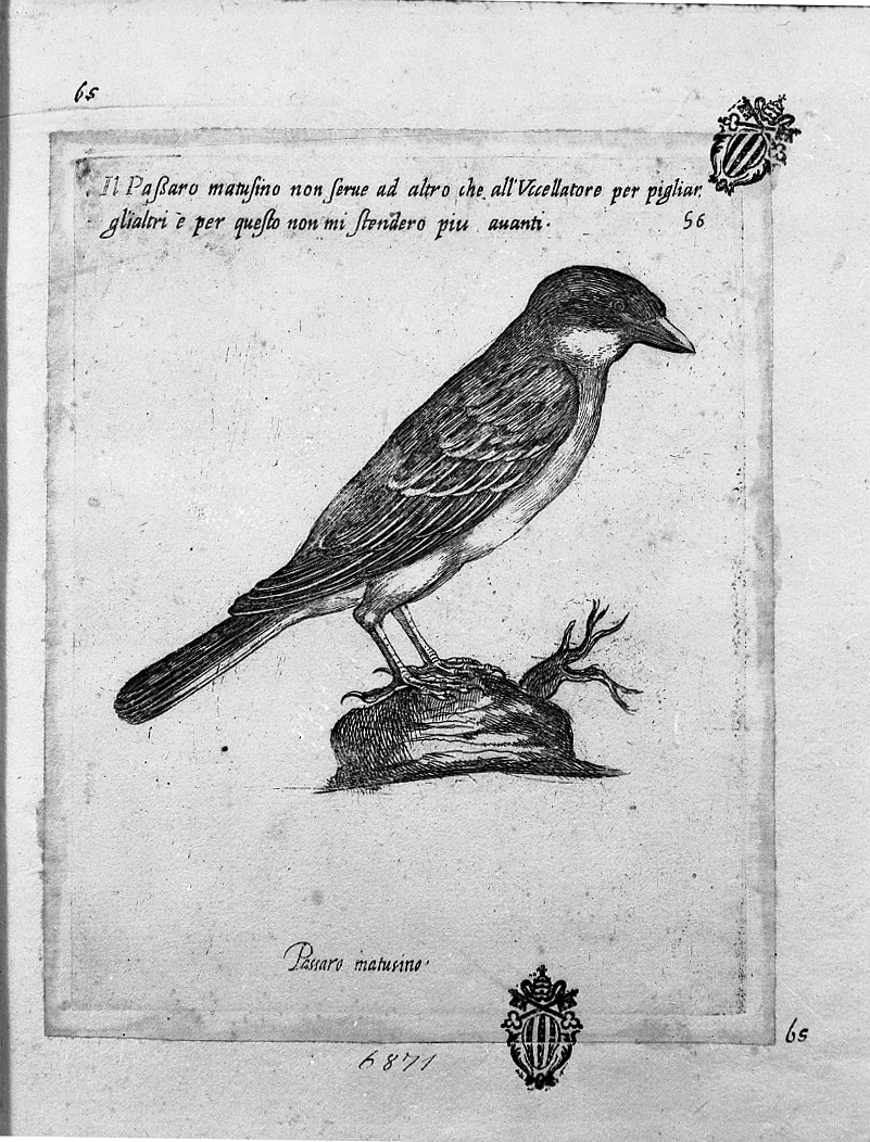 Passero Matusino, animali (stampa tagliata) di Tempesta Antonio (attribuito) (secc. XVI/ XVII)