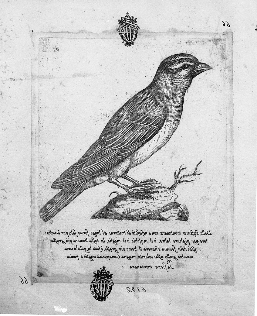 Passera Montanara, animali (stampa smarginata) di Tempesta Antonio (attribuito) (secc. XVI/ XVII)