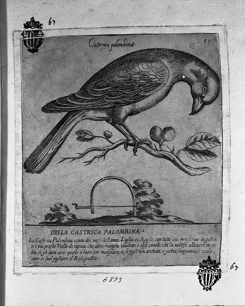 Castrica Palombina, animali (stampa smarginata) di Tempesta Antonio (attribuito) (secc. XVI/ XVII)