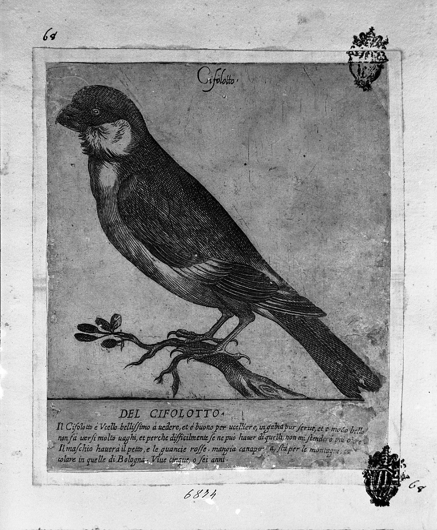 Cifolotto, animali (stampa smarginata) di Tempesta Antonio (attribuito) (secc. XVI/ XVII)