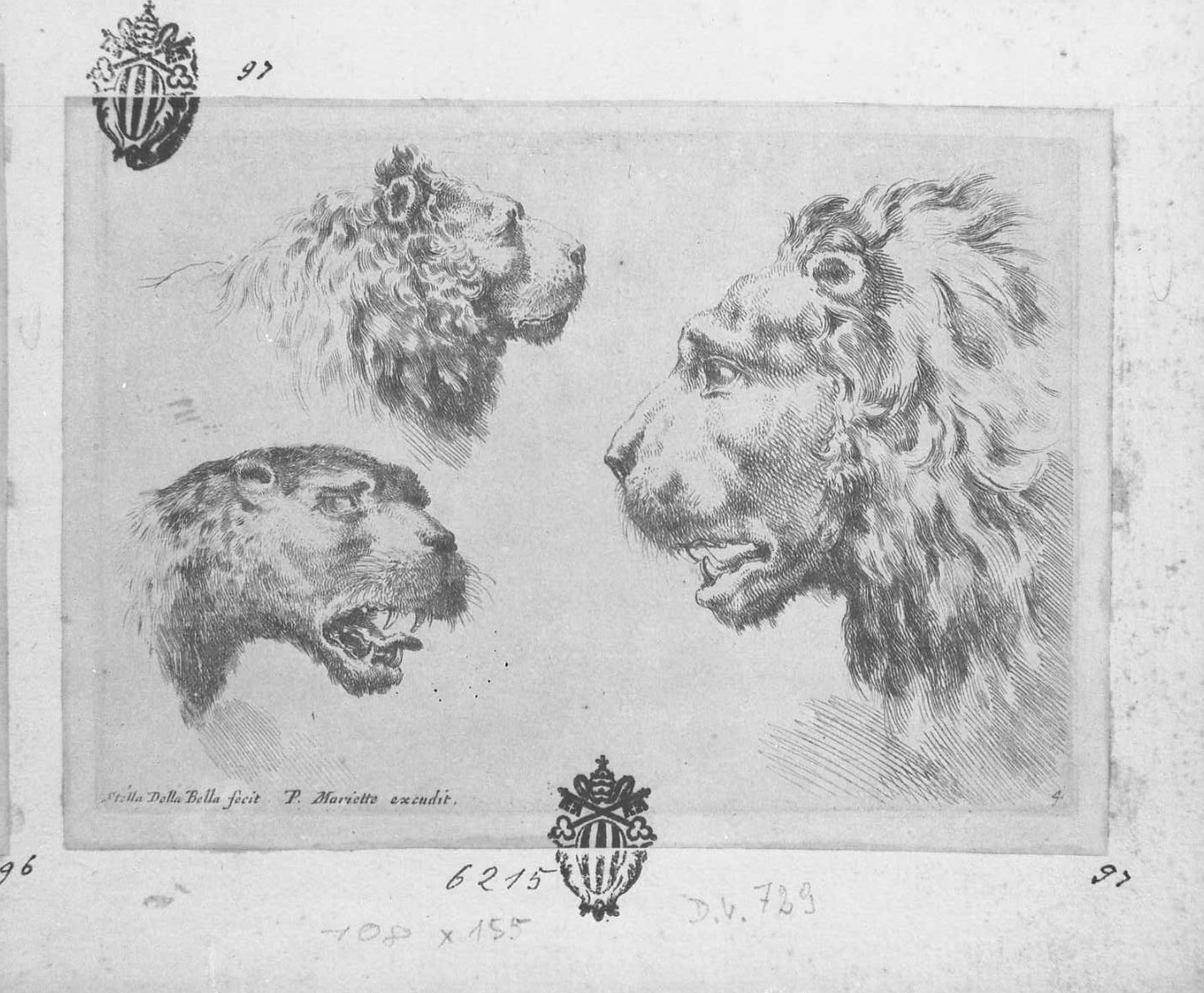 Due teste di leoni ed una tigre, animali (stampa tagliata) di Della Bella Stefano (sec. XVII)