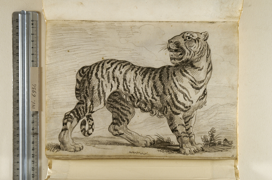 tigre (disegno, elemento d'insieme) di Giani Felice (fine sec. XVIII)