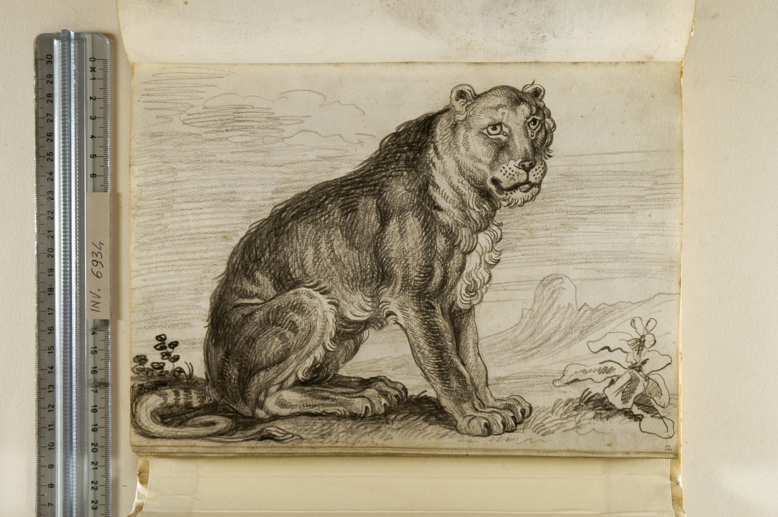leonessa (disegno, elemento d'insieme) di Giani Felice (fine sec. XVIII)