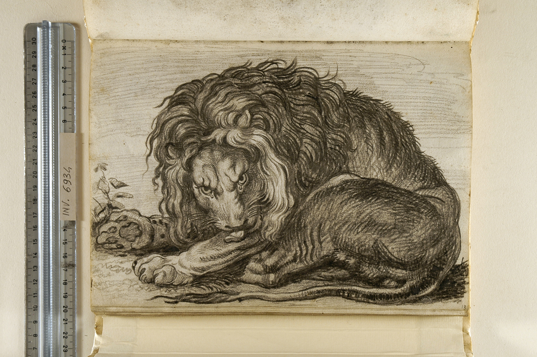 leone (disegno, elemento d'insieme) di Giani Felice (fine sec. XVIII)