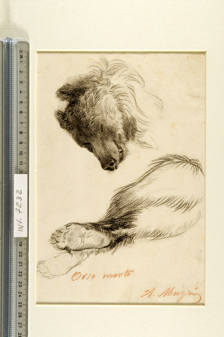 studio di orso morto (disegno) di Muzzi Antonio (sec. XIX)