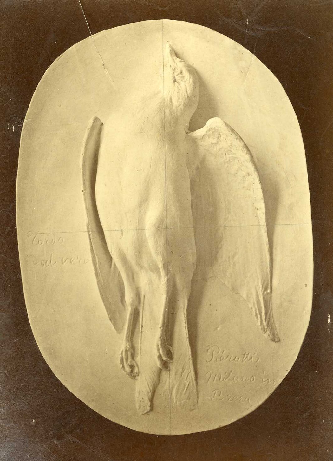 Uccello morto - Sculture (positivo) di Anonimo (XIX)