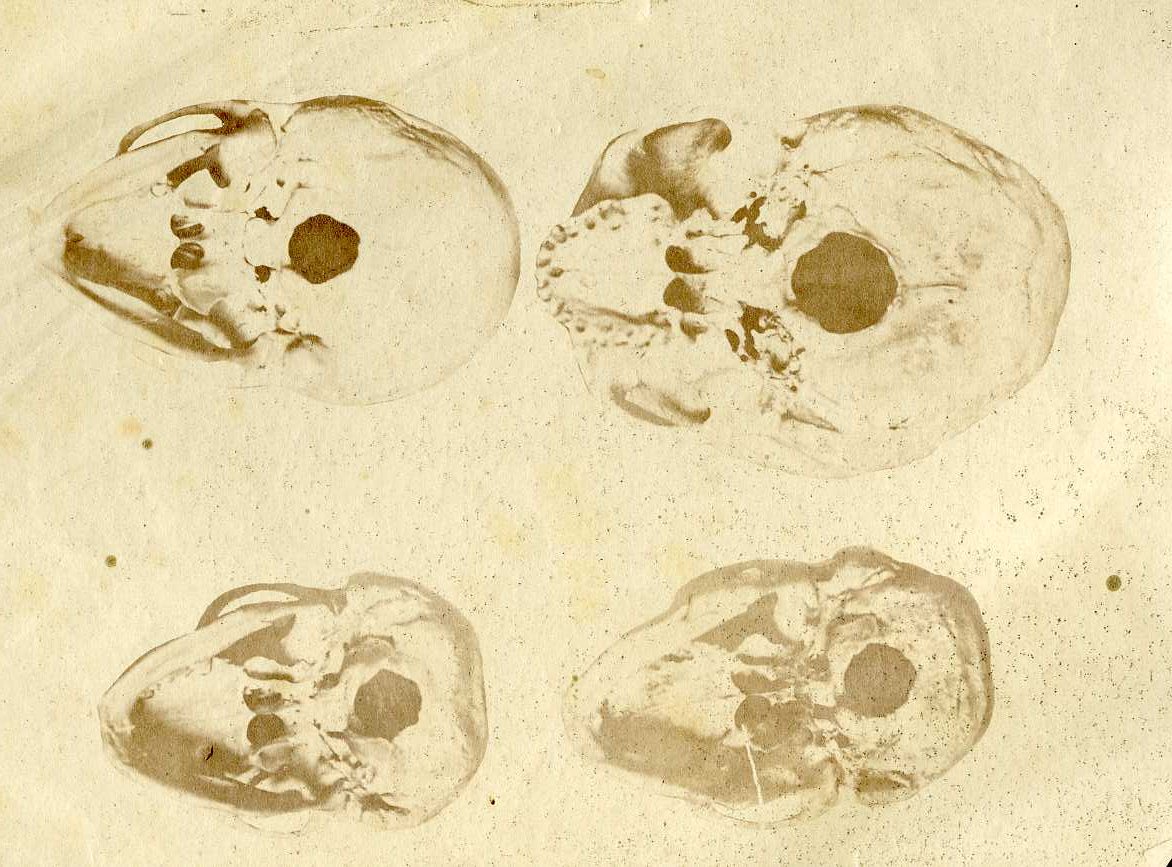 Anatomia umana (positivo) di Anonimo (XIX)