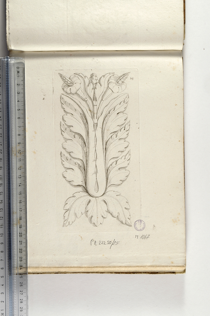 motivi decorativi vegetali (stampa) di Magazzari Giovanni (sec. XIX)