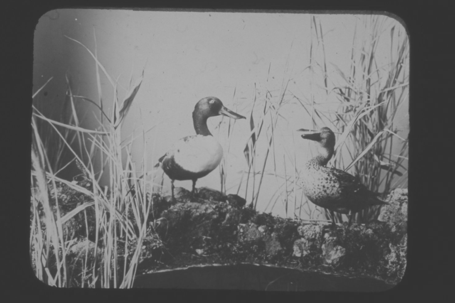 Ornitologia - Uccelli (diapositiva) di Istituto Minerva (XX)