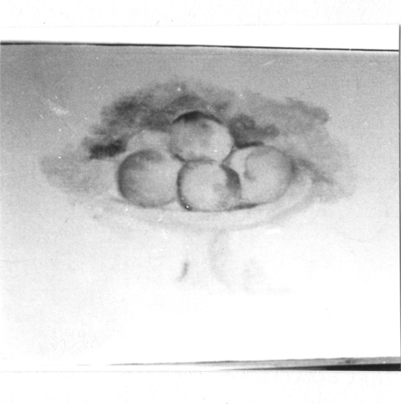 natura morta con pesche (dipinto) di Dotti Renzo (sec. XX)