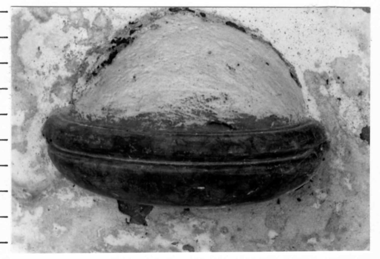 acquasantiera da parete - bottega emiliana (sec. XVII)