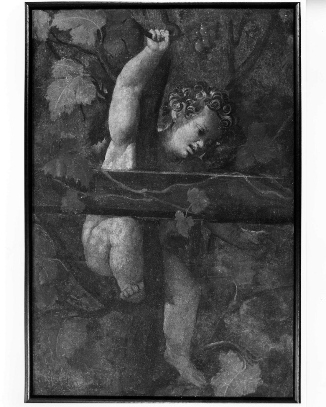 putto alato fra tralci e grappoli d'uva (dipinto, elemento d'insieme) di Orsi Lelio (bottega) (sec. XVI)