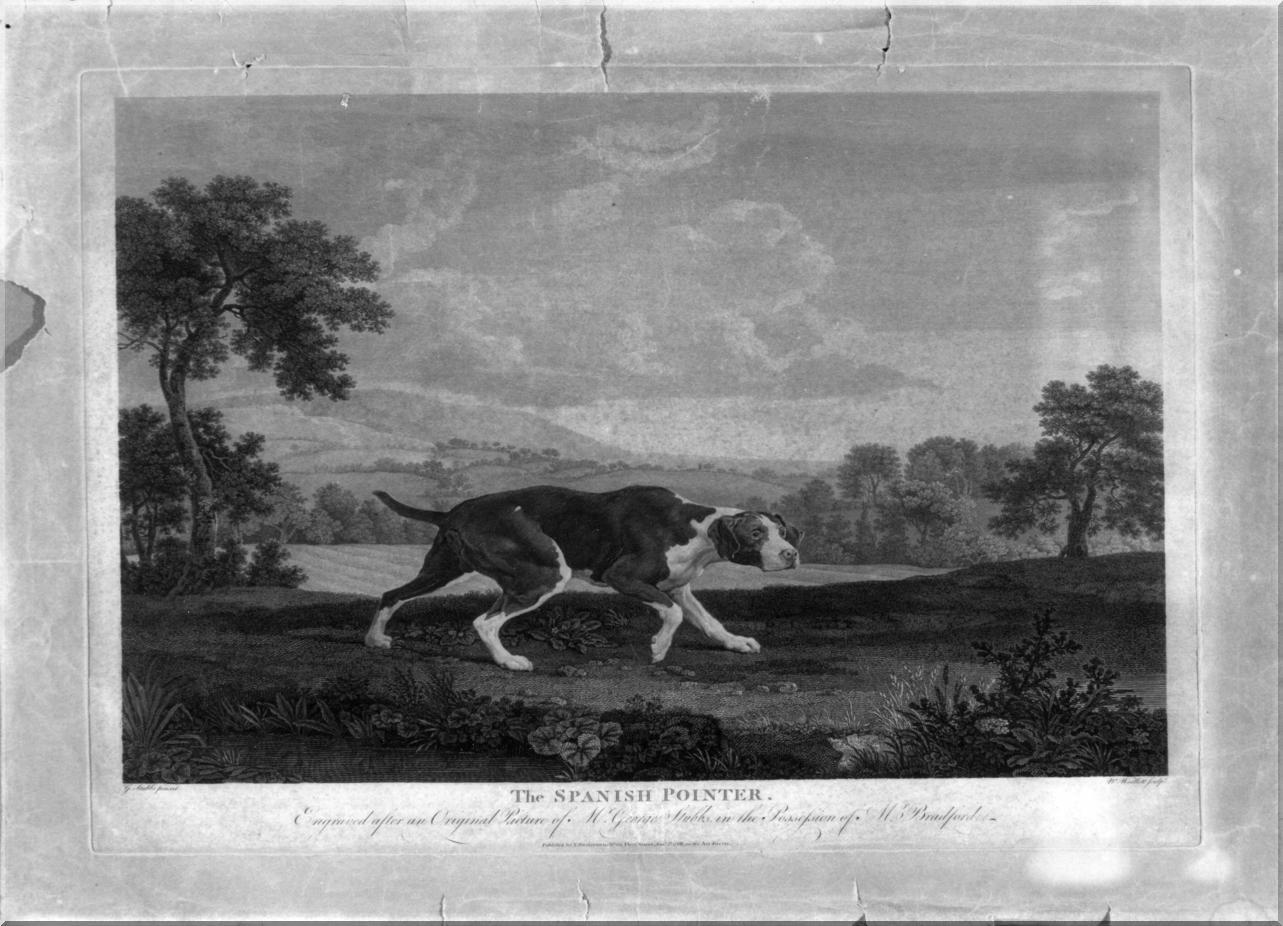 cane (stampa) di Stubbs George, Woollett William (sec. XVIII)