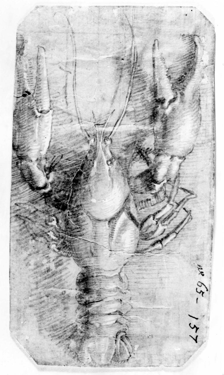Aragosta (disegno) di Parmigianino (sec. XVI)