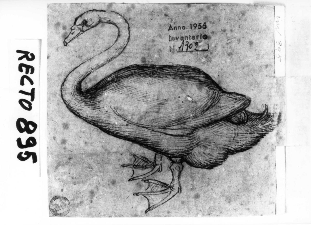cigno (disegno) di Antonio di Puccio Pisano detto Pisanello (bottega) (seconda metà sec. XV)