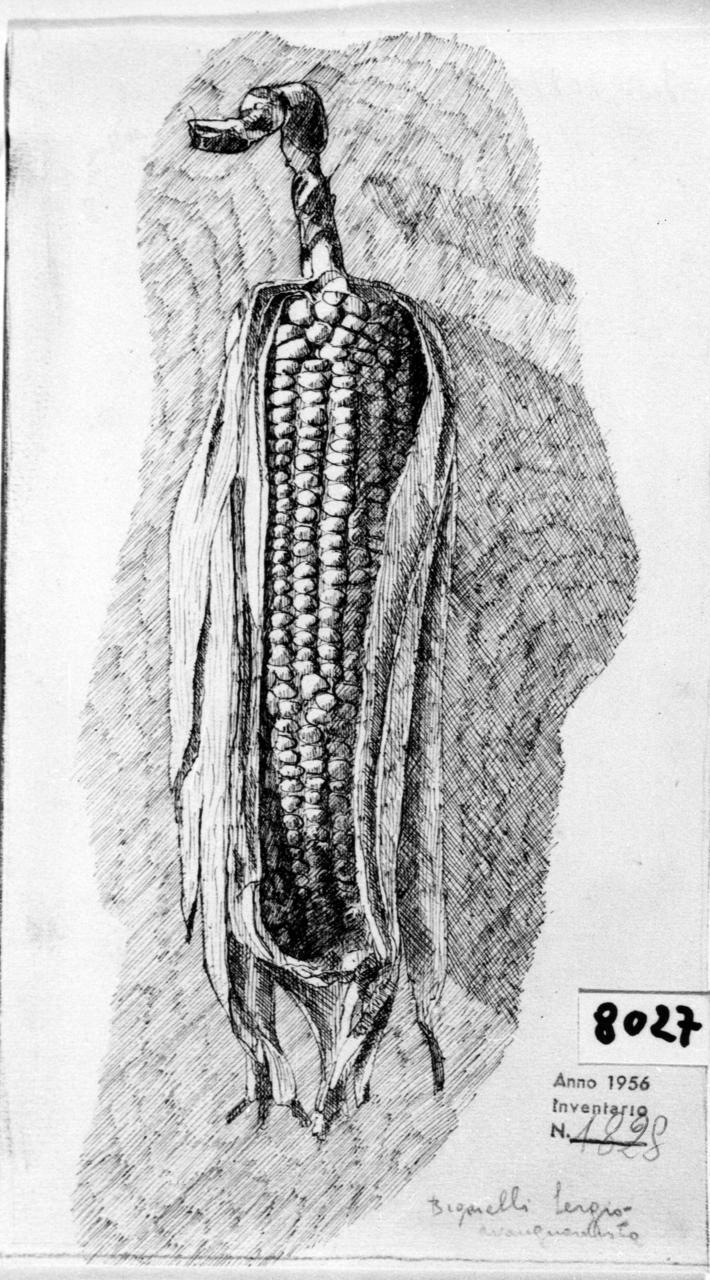 Pannocchia di mais (disegno) di Bigarelli Sergio (sec. XX)