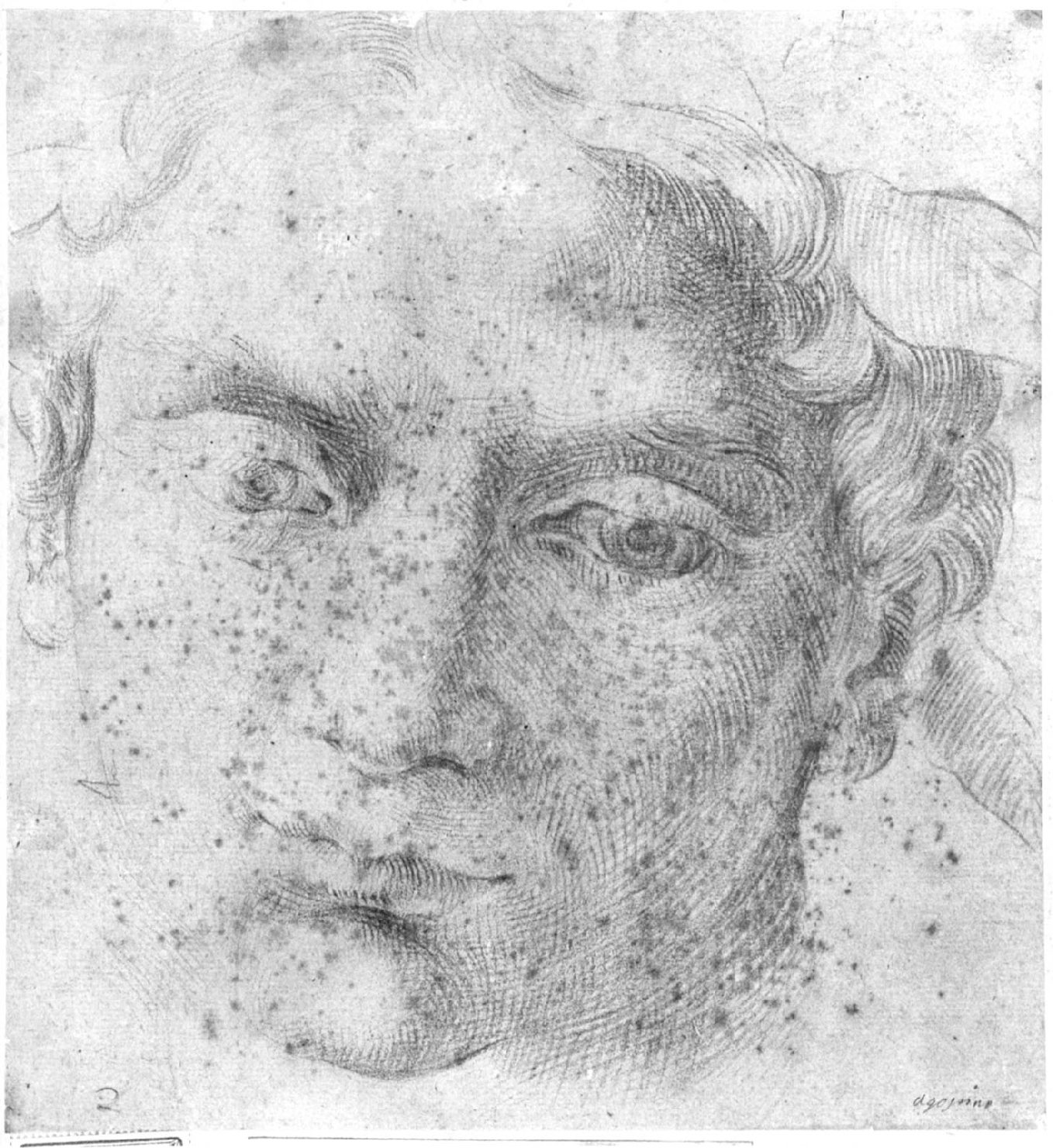 Testa maschile, testa d'uomo (disegno, opera isolata) - ambito emiliano (fine/inizio secc. XVI/ XVII)