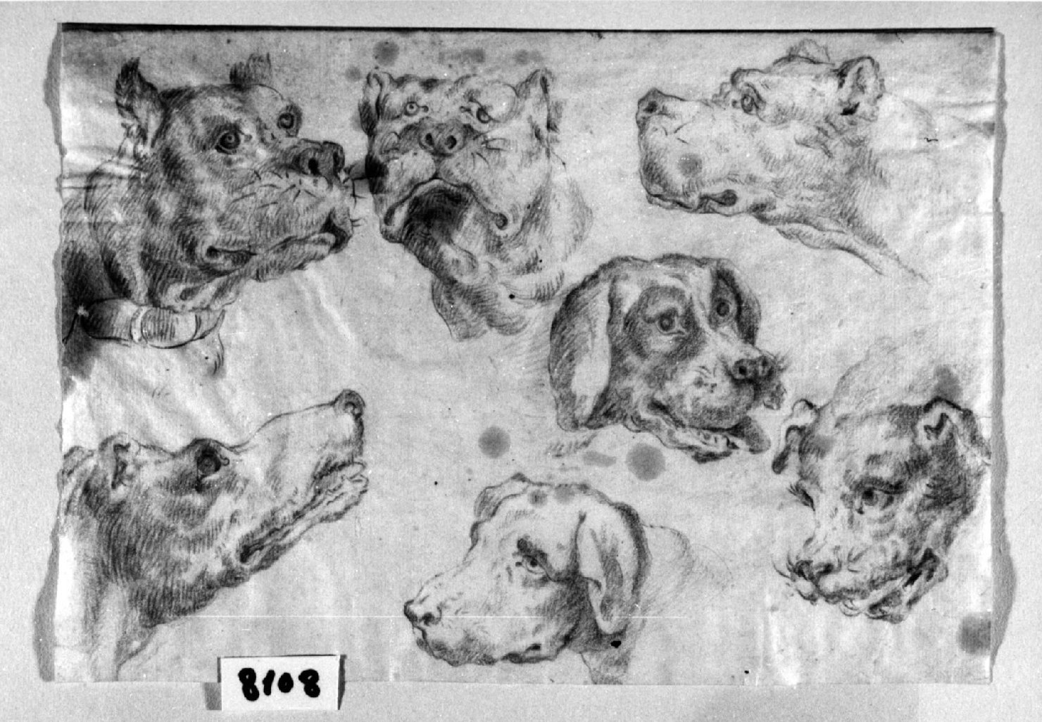 Studio di sette teste di cani, animali (disegno, opera isolata) - ambito toscano (seconda metà sec. XVI)