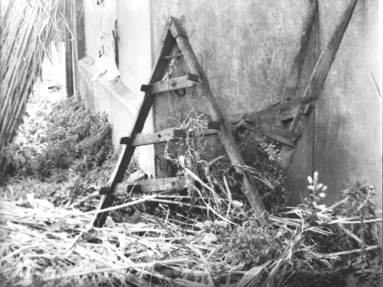 erpice, erpici, strumenti agricoli - Ortonovo (sec. XX)