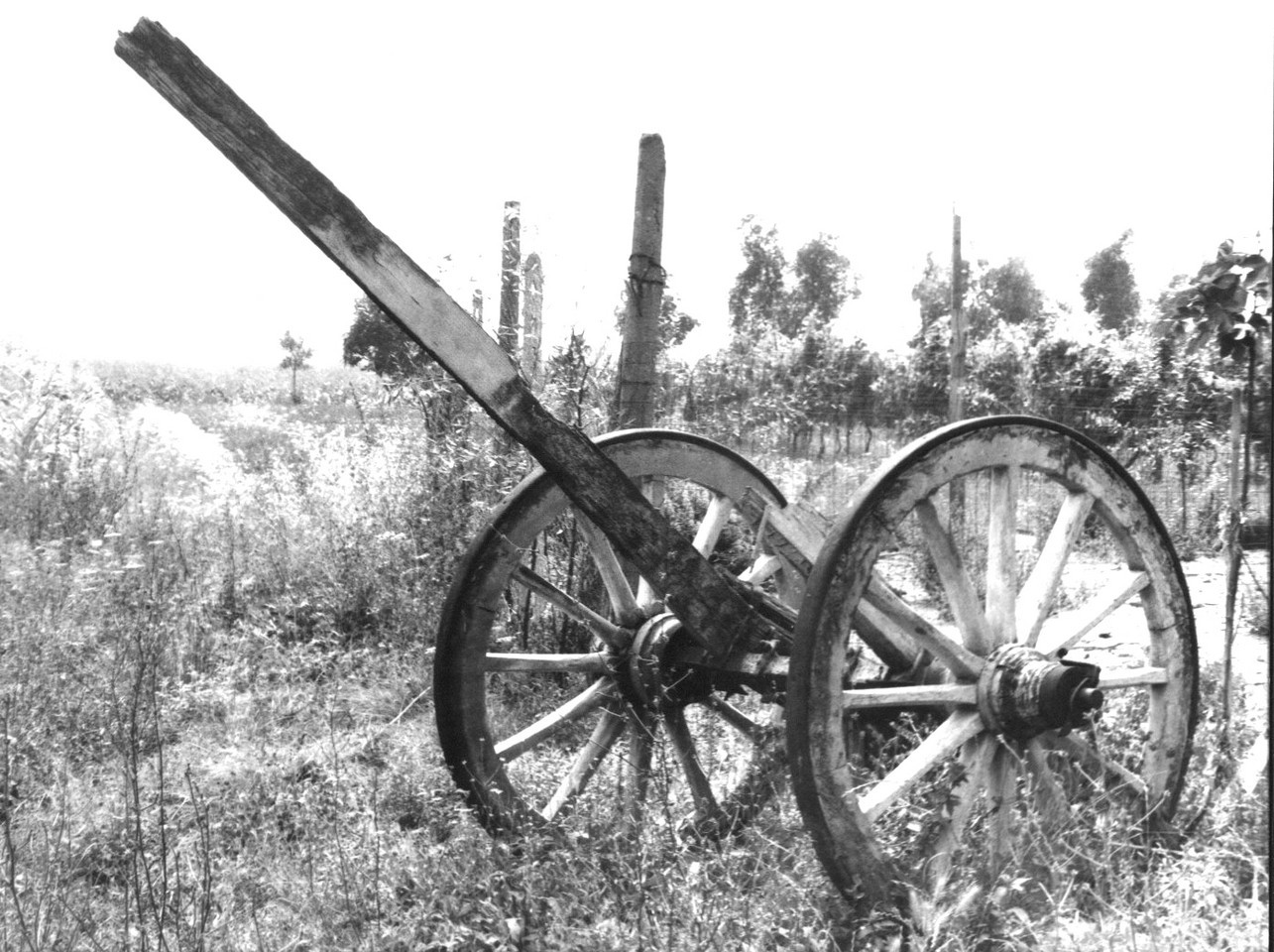 carro, carri a due ruote, mezzi per trasporto carichi - Ortonovo (sec. XX)