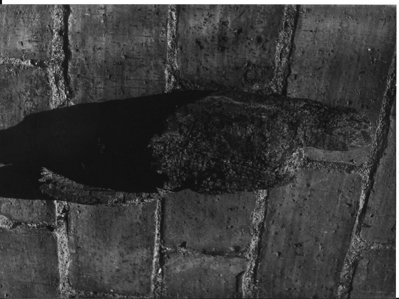 pala da mulino - produzione (sec. XIX)